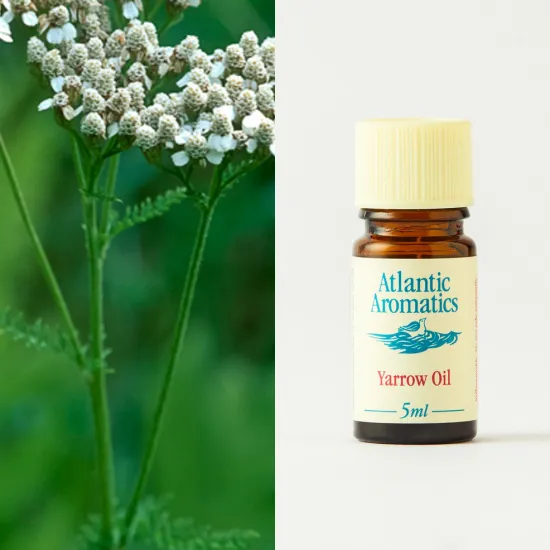 Atlantic Aromatics Yarrow Oil