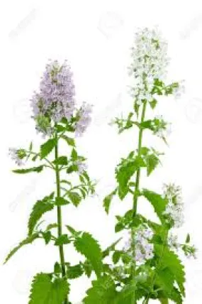 Catnip Organic Essential Oil