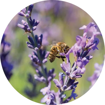 Lavender Essential Oil - Living Libations