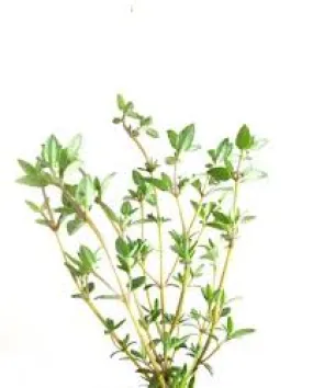 Thyme Red Organic Essential Oil