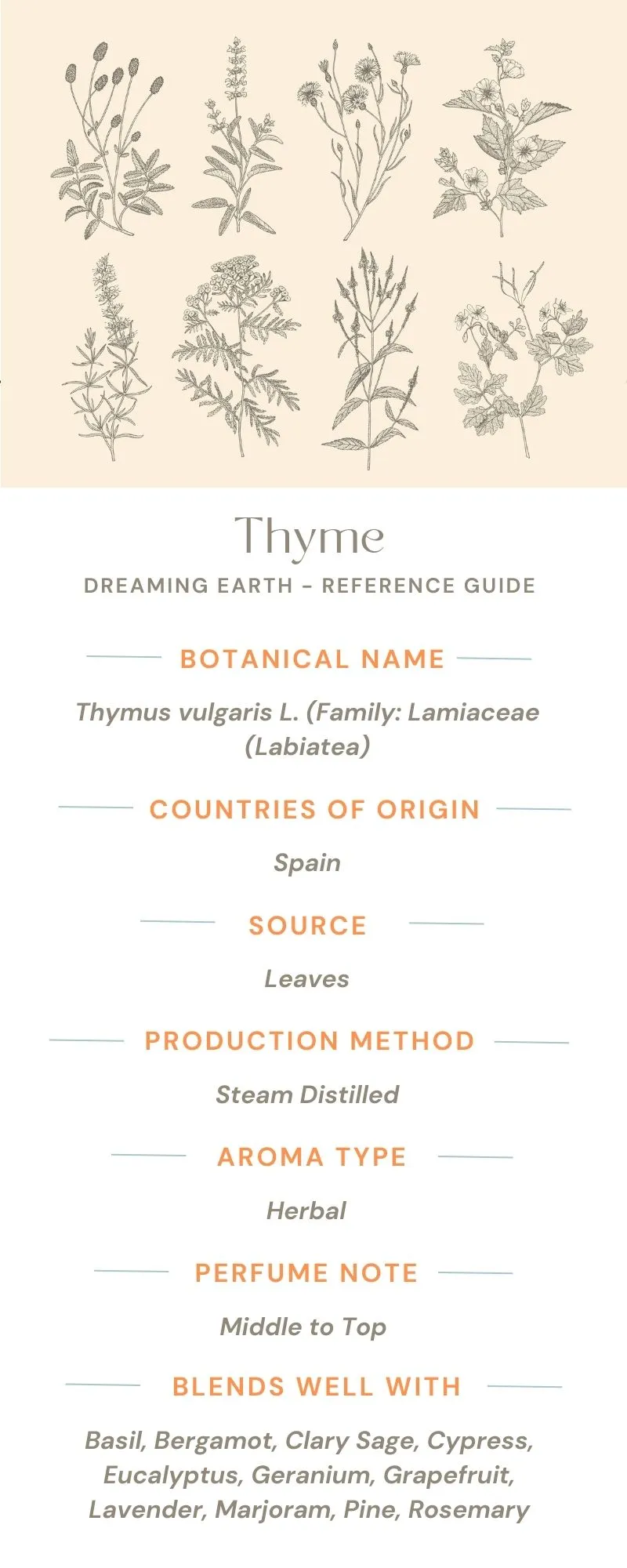 Thyme, White Essential Oil